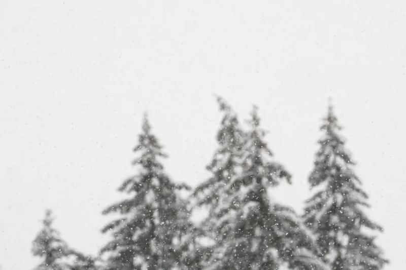 Snowfall, pine wood, II. 2020.